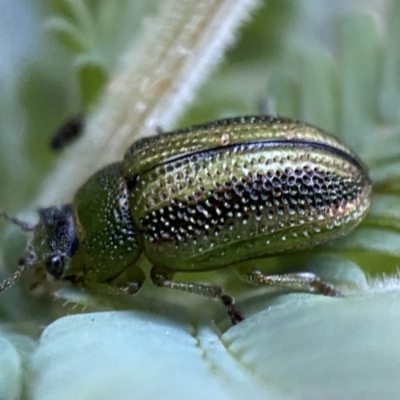 Calomela parilis (Leaf beetle) at QPRC LGA - 30 Oct 2021 by Steve_Bok