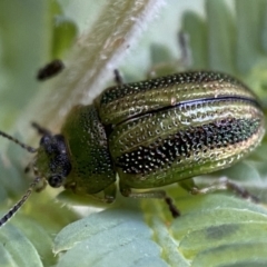 Calomela parilis at Jerrabomberra, NSW - 30 Oct 2021