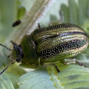 Calomela parilis at Jerrabomberra, NSW - 30 Oct 2021