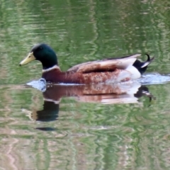 Anas platyrhynchos (Mallard (Domestic Type)) at Isabella Plains, ACT - 30 Oct 2021 by RodDeb