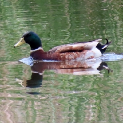 Anas platyrhynchos (Mallard (Domestic Type)) at Upper Stranger Pond - 30 Oct 2021 by RodDeb