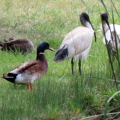 Anas platyrhynchos at Isabella Plains, ACT - 30 Oct 2021