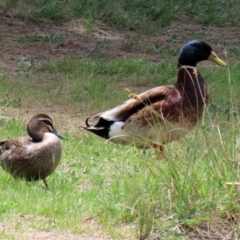 Anas platyrhynchos at Isabella Plains, ACT - 30 Oct 2021 12:07 PM