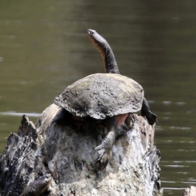 Chelodina longicollis (Eastern Long-necked Turtle) at Upper Stranger Pond - 30 Oct 2021 by RodDeb