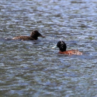 Oxyura australis (Blue-billed Duck) at Upper Stranger Pond - 30 Oct 2021 by RodDeb