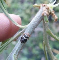 Bathyllus albicinctus (Spittlebug, Froghopper) at Albury - 30 Oct 2021 by ClaireSee