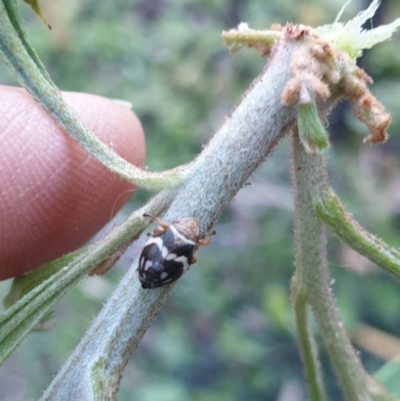 Bathyllus albicinctus (Spittlebug, Froghopper) at Albury - 30 Oct 2021 by ClaireSee