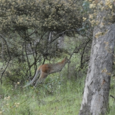 Notamacropus rufogriseus (Red-necked Wallaby) at Jerrabomberra, NSW - 30 Oct 2021 by Steve_Bok