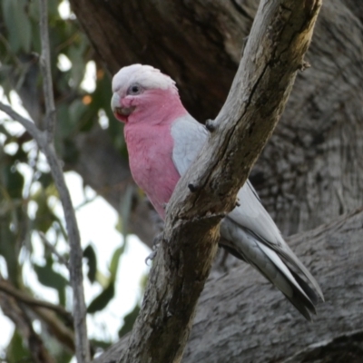 Eolophus roseicapilla (Galah) at Mount Jerrabomberra QP - 30 Oct 2021 by Steve_Bok