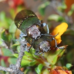 Melobasis propinqua (Propinqua jewel beetle) at Cotter River, ACT - 28 Oct 2021 by Harrisi
