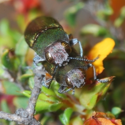 Melobasis propinqua (Propinqua jewel beetle) at Cotter River, ACT - 28 Oct 2021 by Harrisi