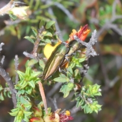 Melobasis propinqua at Cotter River, ACT - 28 Oct 2021