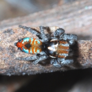 Maratus calcitrans at Cotter River, ACT - 28 Oct 2021