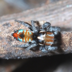 Maratus calcitrans (Kicking peacock spider) at Lower Cotter Catchment - 28 Oct 2021 by Harrisi