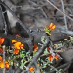 Maratus calcitrans at Cotter River, ACT - 28 Oct 2021