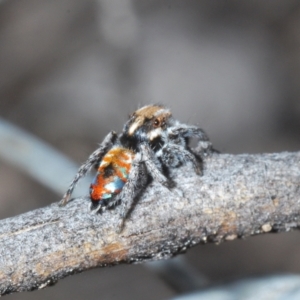 Maratus calcitrans at Cotter River, ACT - suppressed