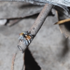 Maratus calcitrans at Cotter River, ACT - 28 Oct 2021