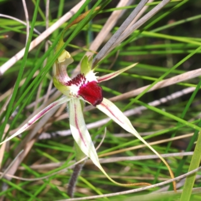 Caladenia parva (Brown-clubbed Spider Orchid) at Gibraltar Pines - 26 Oct 2021 by Harrisi