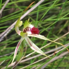 Caladenia parva at Paddys River, ACT - 26 Oct 2021