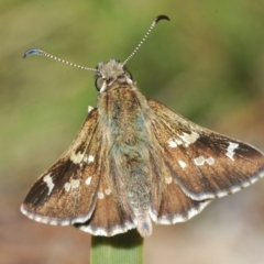 Pasma tasmanica (Two-spotted Grass-skipper) at Paddys River, ACT - 26 Oct 2021 by Harrisi