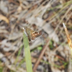 Pasma tasmanica at Paddys River, ACT - 26 Oct 2021 01:08 PM