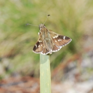 Pasma tasmanica at Paddys River, ACT - 26 Oct 2021 01:08 PM