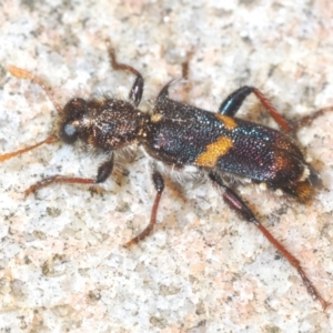 Eleale pulchra at Cotter River, ACT - 28 Oct 2021