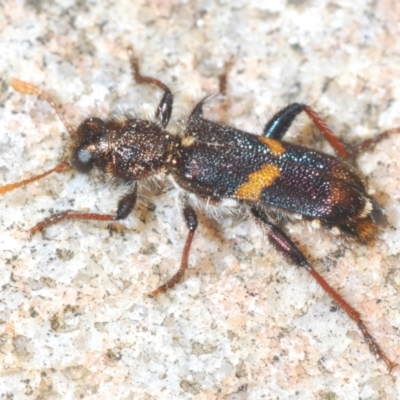 Eleale pulchra (Clerid beetle) at Lower Cotter Catchment - 28 Oct 2021 by Harrisi