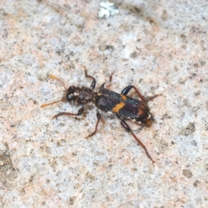 Eleale pulchra at Cotter River, ACT - 28 Oct 2021