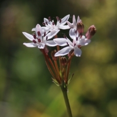 Burchardia umbellata (Milkmaids) at Beechworth, VIC - 29 Oct 2021 by KylieWaldon