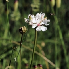 Burchardia umbellata at Beechworth, VIC - 30 Oct 2021 09:14 AM