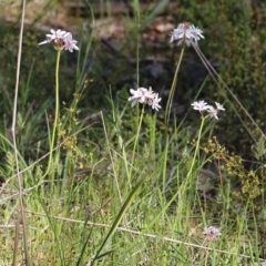 Burchardia umbellata at Beechworth, VIC - 30 Oct 2021 09:14 AM