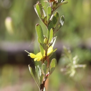 Hibbertia obtusifolia at Chiltern, VIC - 30 Oct 2021 08:50 AM