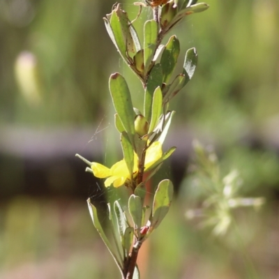 Hibbertia obtusifolia (Grey Guinea-flower) at Chiltern, VIC - 30 Oct 2021 by KylieWaldon