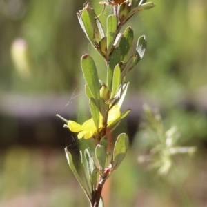 Hibbertia obtusifolia at Chiltern, VIC - 30 Oct 2021