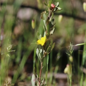 Hibbertia obtusifolia at Chiltern, VIC - 30 Oct 2021 08:50 AM