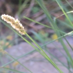 Carex sp. at Chiltern, VIC - 30 Oct 2021 by KylieWaldon