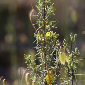 Hibbertia stricta at Chiltern, VIC - 30 Oct 2021 08:53 AM