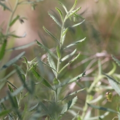 Unidentified Other Wildflower or Herb at Chiltern, VIC - 29 Oct 2021 by KylieWaldon