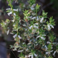 Brachyloma daphnoides (Daphne Heath) at Chiltern, VIC - 29 Oct 2021 by KylieWaldon