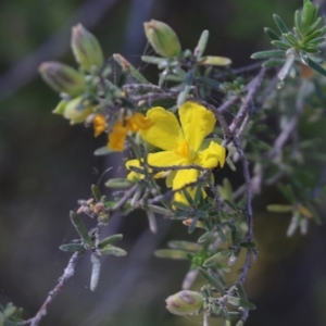 Hibbertia riparia at Chiltern, VIC - 30 Oct 2021