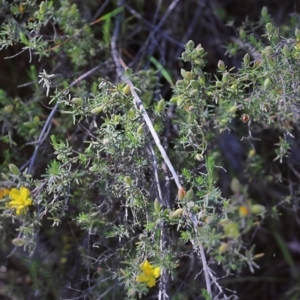 Hibbertia riparia at Chiltern, VIC - 30 Oct 2021