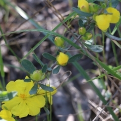 Hibbertia obtusifolia (Grey Guinea-flower) at Chiltern, VIC - 29 Oct 2021 by KylieWaldon