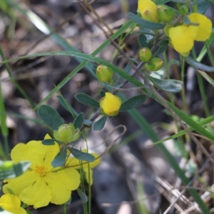 Hibbertia obtusifolia at Chiltern, VIC - 30 Oct 2021