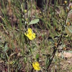 Hibbertia obtusifolia at Chiltern, VIC - 30 Oct 2021