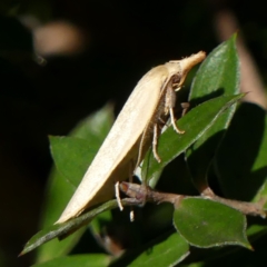 Wingia rectiorella (A Concealer moth) at Braemar - 22 Oct 2021 by Curiosity