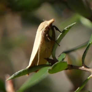 Wingia rectiorella at Braemar, NSW - 23 Oct 2021