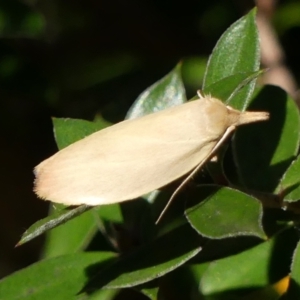 Wingia rectiorella at Braemar, NSW - 23 Oct 2021