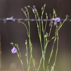 Linum marginale (Native Flax) at Chiltern, VIC - 30 Oct 2021 by KylieWaldon
