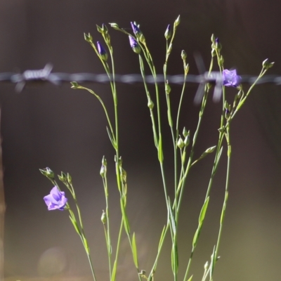 Linum marginale (Native Flax) at Chiltern, VIC - 30 Oct 2021 by KylieWaldon